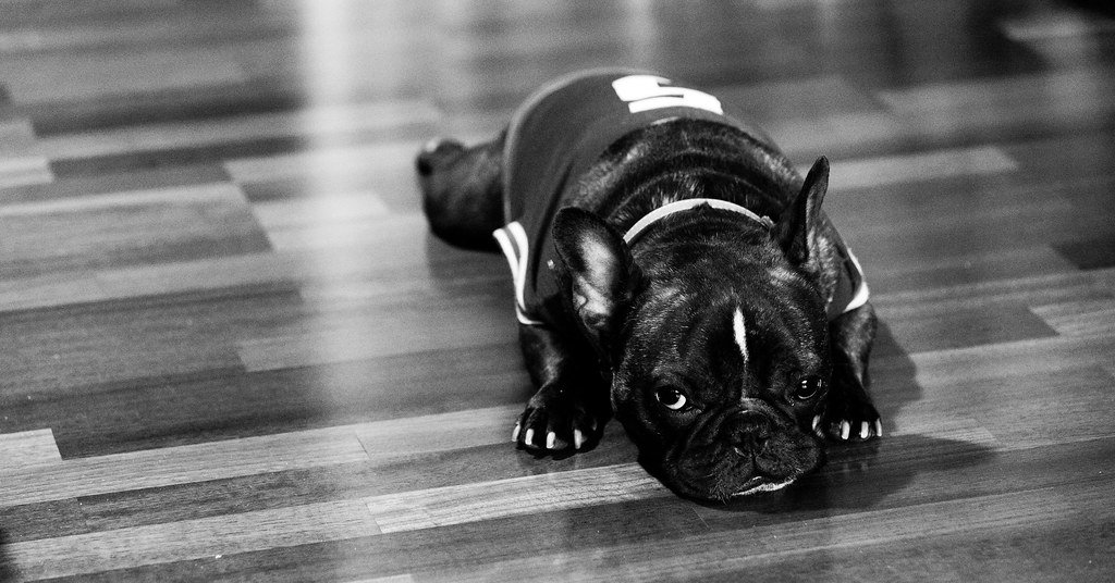 NO, You go to Bed! (Photo by Guian Bolisay, via CC BY-SA 2.0)